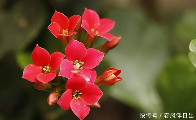  「艳丽」喜欢在阳台上养花，就选择此几种，花色艳丽抓人眼球，谁养谁喜欢