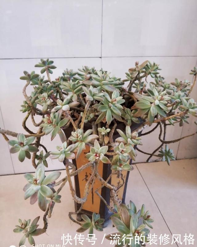  #补充养分#这花千万别养老桩，越老越不开花，想赏花砍1刀，立马满头花苞