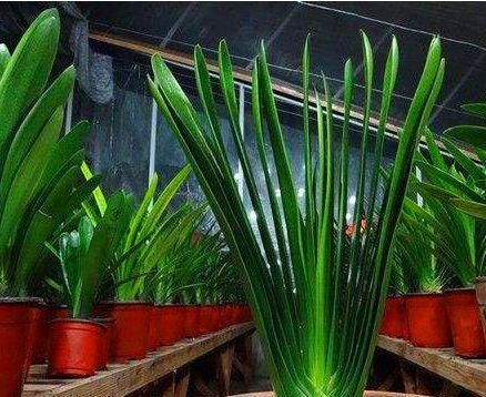  「迎春花」这3种植物开花达100天，越“老”越有价值，还能当作“传家宝”！