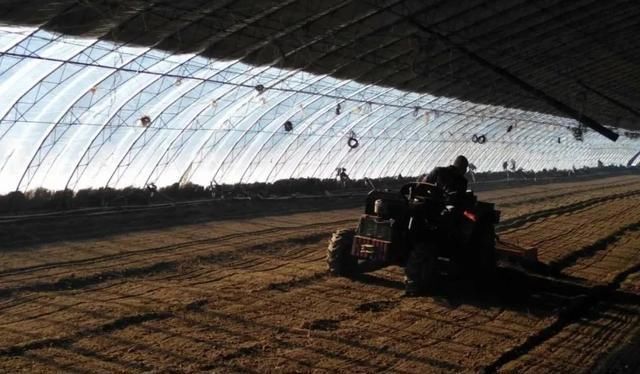 牛！菜农用了这招，大棚迅速升温，仅靠太阳光也能产叶菜