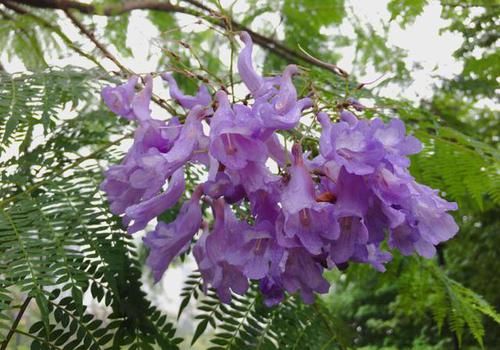  【适合】3种花适合养在小院里，开花量大满院飘香，好养易活上档次，真美