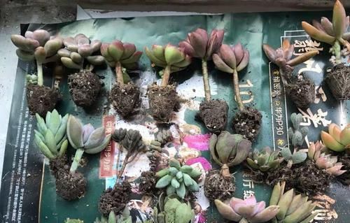 「多肉植物」多肉成了“大白菜”,论斤卖多肉,十块钱50多棵,你敢买吗?