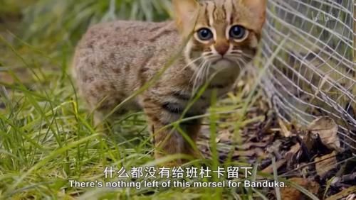 「小豹猫」啊啊啊不行了我被这部「猛男必看」萌化了