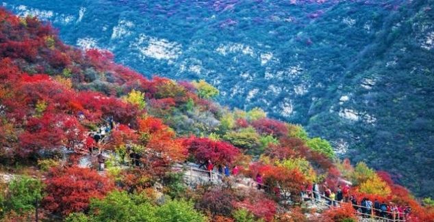 山上即将红叶漫天，山下百种山货齐聚，坡峰岭溜娃赏景一站配齐