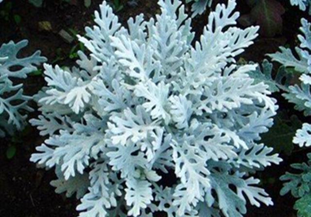 #叶菊可以#它是不用看花的菊科植物,叶片银闪闪,美得发光,耐寒好养
