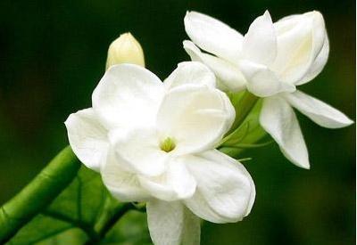 「光照」栀子花秋天怎么养