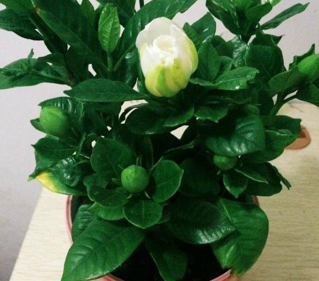 #盆土#栀子花有“3喜、1怕”,做对了,不黄叶,还“猛”开花!
