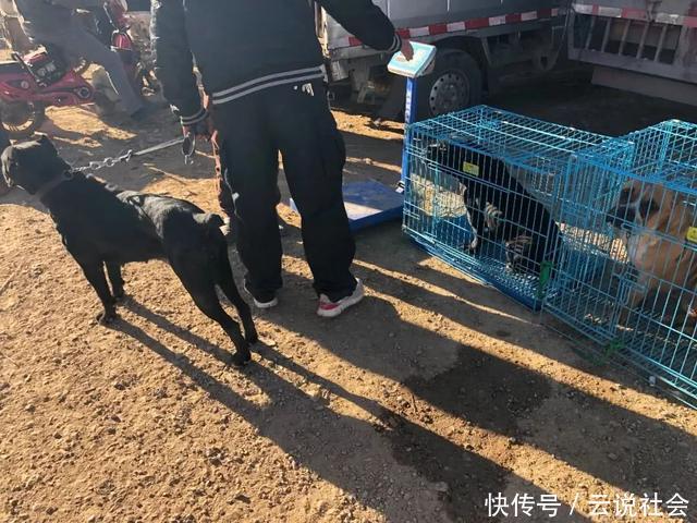 『商贩』狗市:商贩出售凶悍的杜高犬,报价八百却无人敢买!