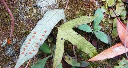  『家乡人』告诉家乡人，此为珍贵的“金鸡脚”，目前122元一斤，切勿当柴火