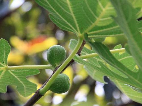 农村常被忽视的叶子,拿去泡水喝还能减肥瘦身