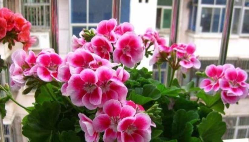  #便宜#5种花，好养又漂亮，一养就爆盆，最后一种人人都喜欢，便宜好养