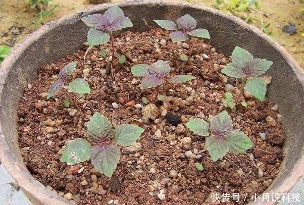  [种菜]2种菜，在阳台、院子里种一些，以后不用播种，年年都有收获
