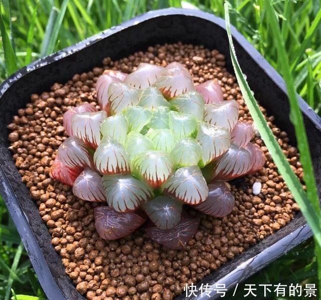 养护@养护多肉“玉露”,做好这7点,株型憨憨可爱叶色晶莹剔透