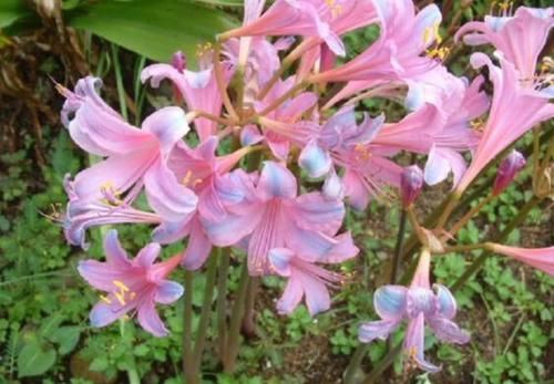  『锦花』喜欢养花，不如养盆换锦花，简单好养，随随便便就爆盆