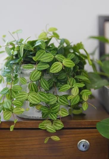  植物：室内就能养活的5种高颜值绿植 后2种很少人知道