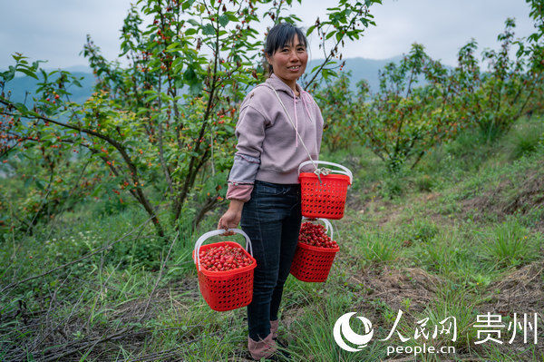  大方@贵州大方：千亩荒山变果园 拓宽群众致富路