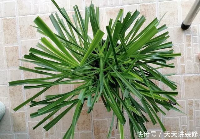  [图片作者]15种超级好养的花，不死鸟居然不是第一，“养花杀手”们试一试吧