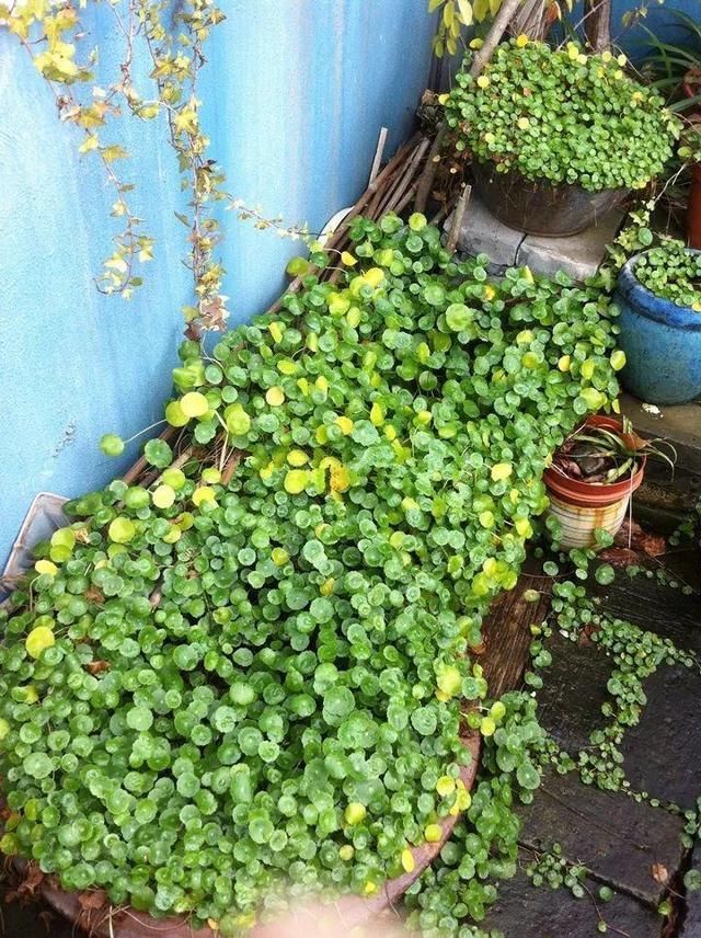  慎养■这花要慎养，每年砍掉3麻袋，照样蹭蹭长