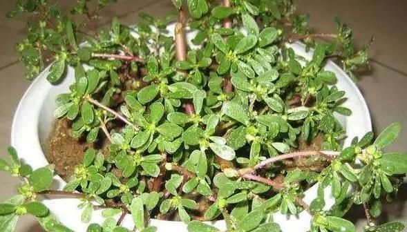  盆真|最养人的“2种植物”，既能吸甲醛，又能“乌发”，养1盆真值得！