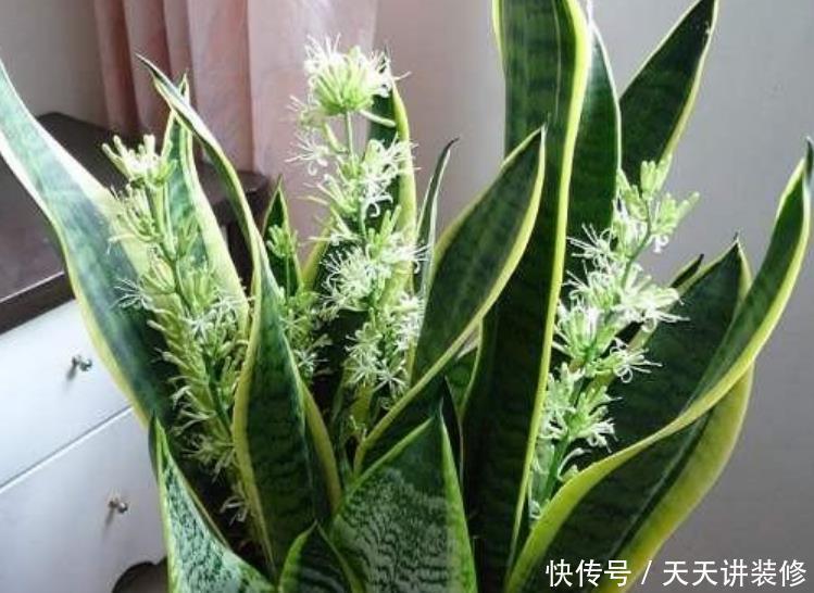  「卧室」3种花，最适合养卧室，释放氧气助睡眠，一觉睡到天亮