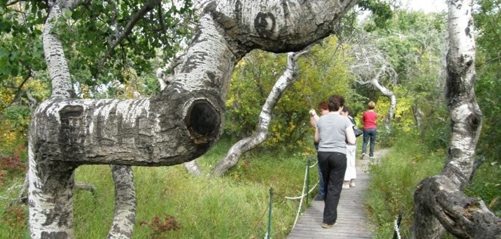 加拿大森林神秘扭曲的杨树，那里的白杨树是无缘无故地变得弯曲！