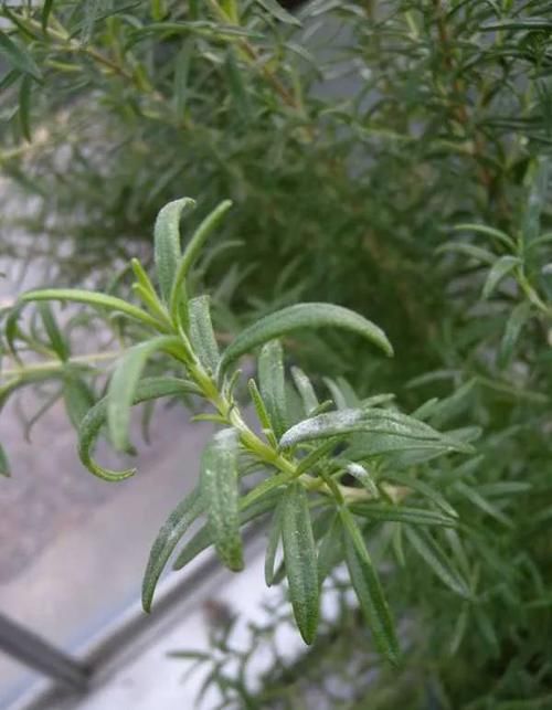  白粉病■预防植物感染白粉病的几个妙招，染病后如何快速清除？