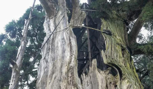 世界上最虚弱的树，肚子架钢筋身上挂吊瓶，拥有1500年高寿