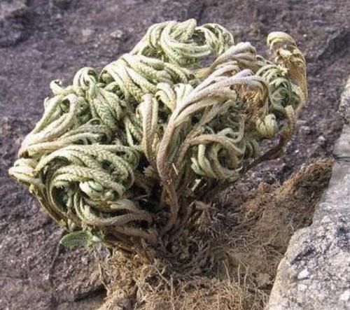  『种植在花盆』山上的1种“还魂草”，叶片枯萎却“活着”，种花盆里，价值高！