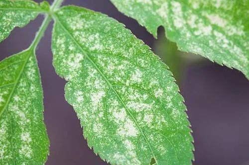 空气湿度■家里的花叶片上长满了红斑点，有很多小蜘蛛网是咋回事？