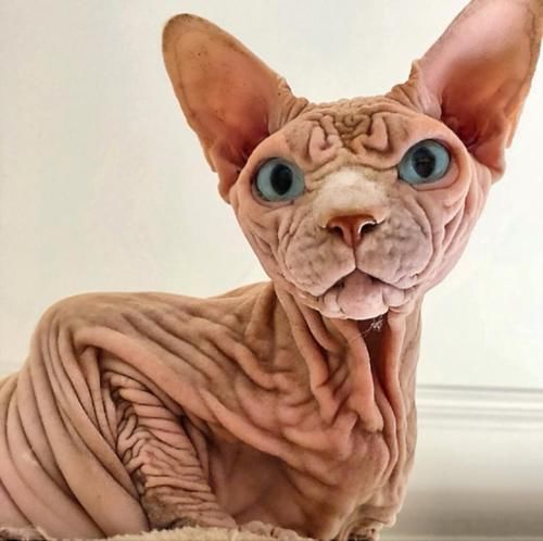 『外星』长满褶皱的猫咪,就像一个外星怪兽,猫主人不害怕吗