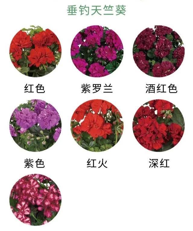 植物@好养还容易爆花的植物,除了长寿花,还有天竺葵,哪个更美
