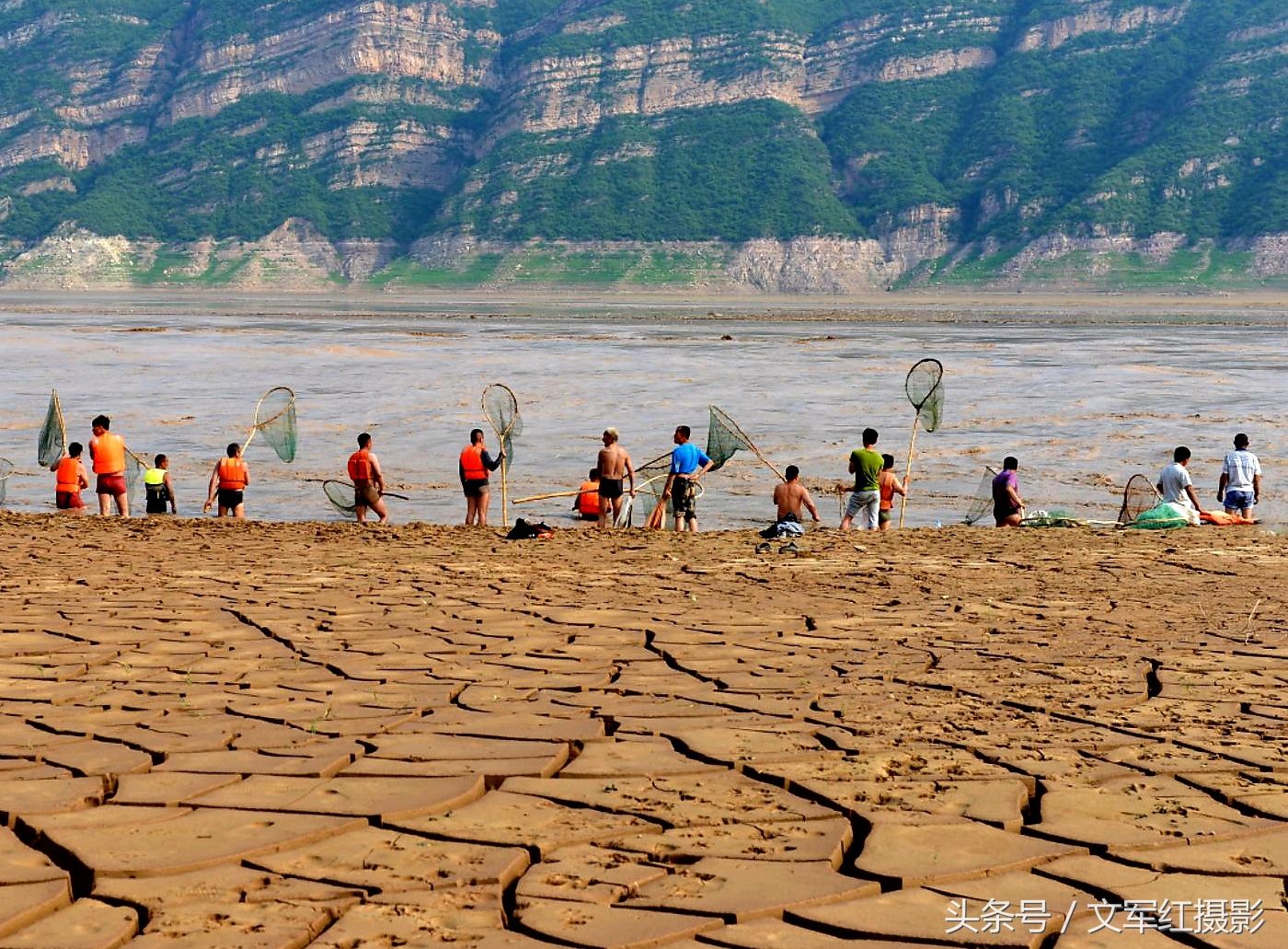 又是一年汛期到 又是一年流鱼跳 黄河岸边真热闹 浑水捞鱼兴致高