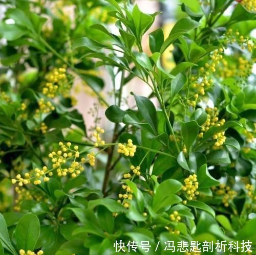  [浇水]养“米兰花”，要注意一点，花更多，叶子更油绿，四季都茂盛