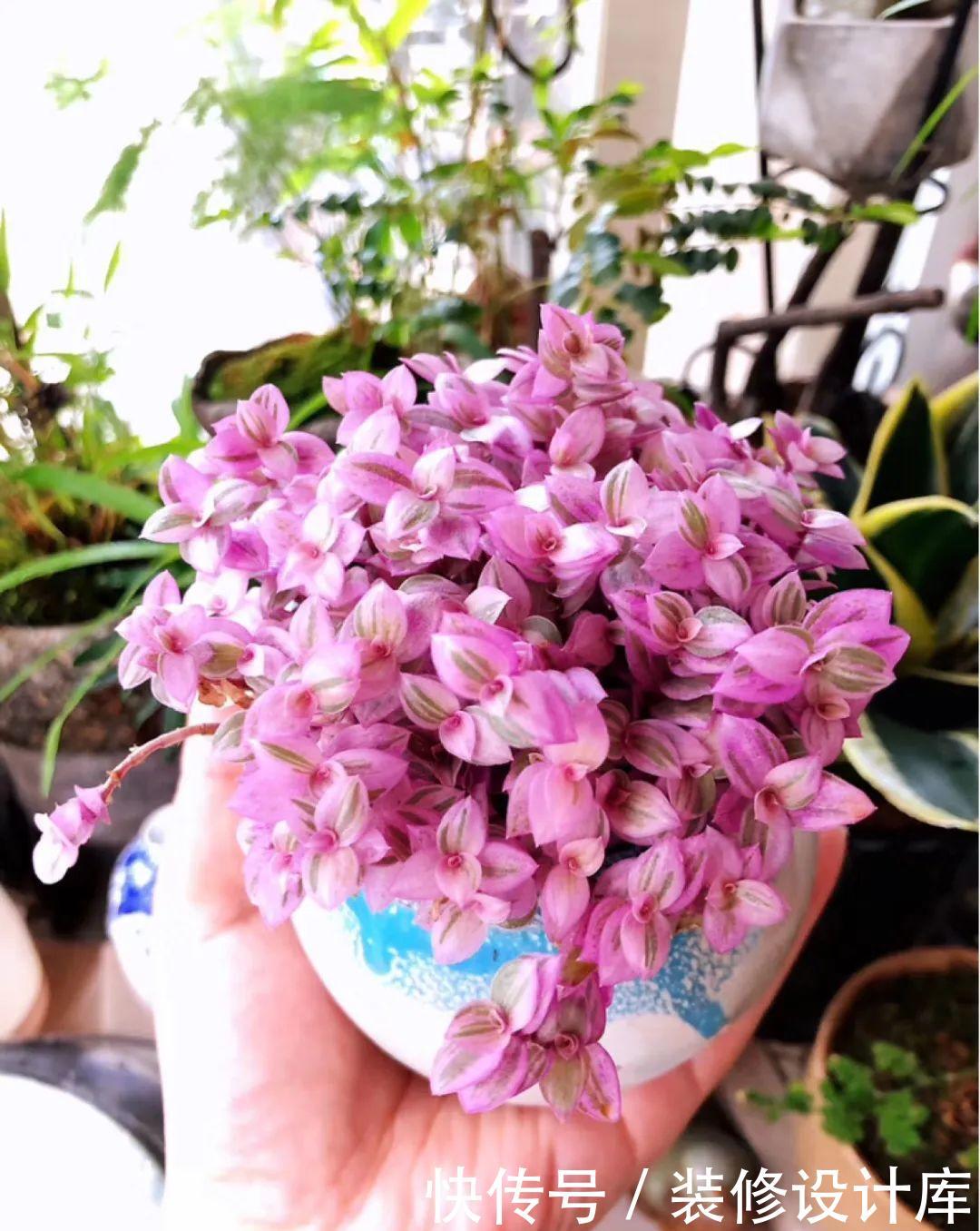 #稀罕#5种花真稀罕,叶子越晒越红彤彤,一盆能开20朵!