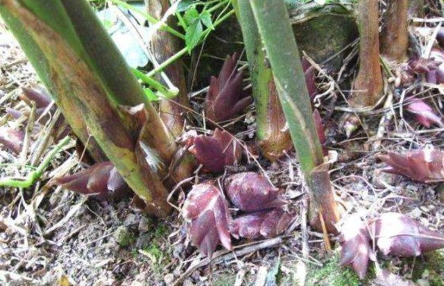  「植物」农村很普通的一种植物，被农村人当成是害草，却被城里