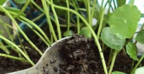 【绿油油】一个玻璃瓶,放几根铜钱草,2个月长满瓶,叶子大又亮,养眼清新