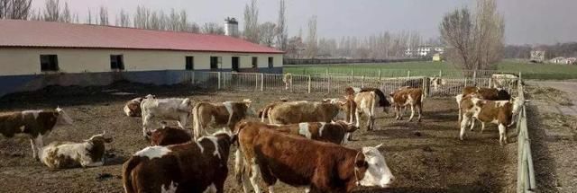  「参考」创业：农村能做什么？八大项目供您参考