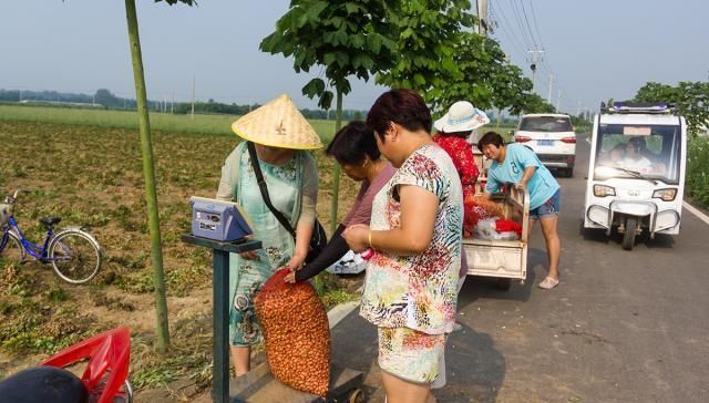  「大妈」农村大妈包地种百亩花生，每斤只卖1块5，这样种地能挣
