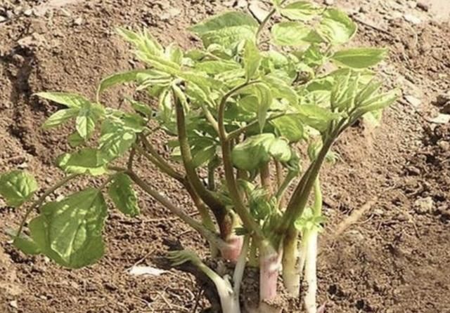  【种植】农田里的1种“刺老芽”，以往被废弃、当柴烧，如今种植后值钱！