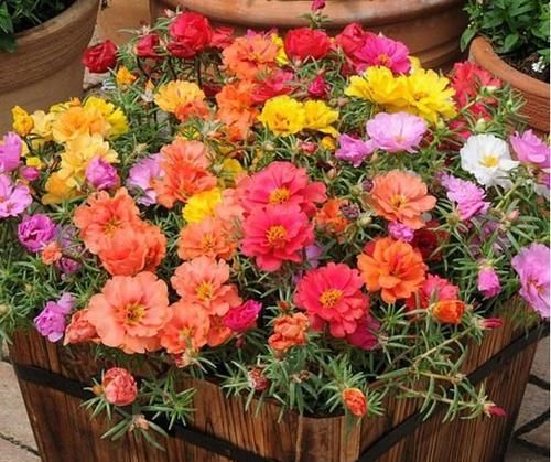  【长寿花】绿萝吊兰养烦了，那就养“花球”，这5种，开花上瘾，还好养！