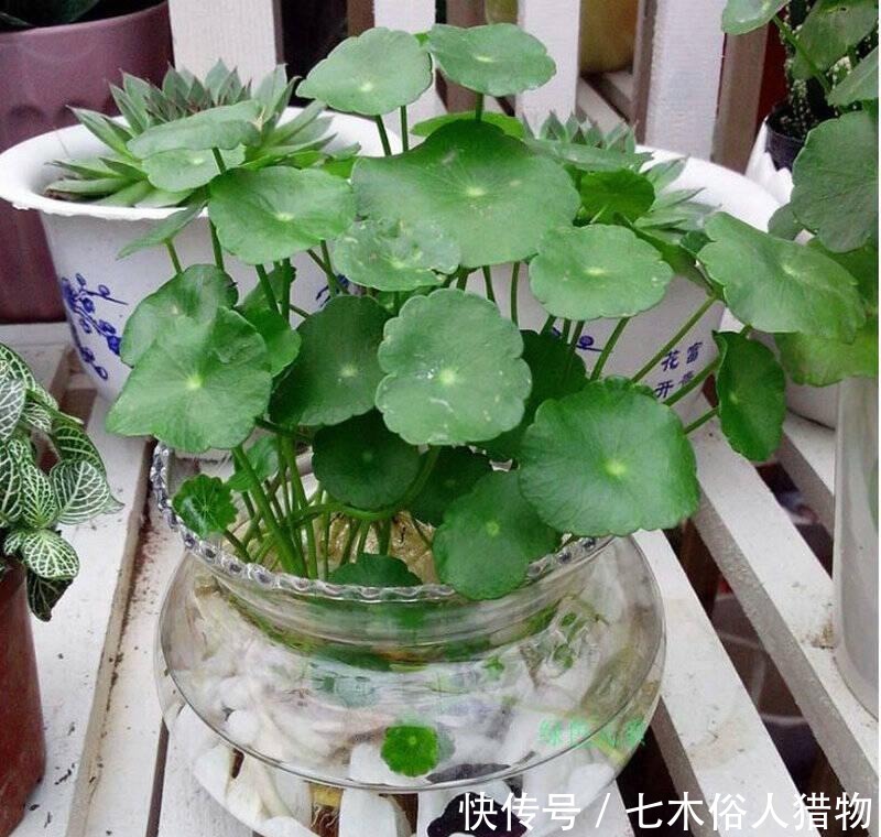  『很快』铜钱草开花及时修剪，很快就生机勃勃！