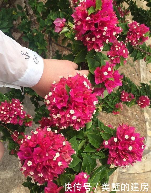 『花芽』三角梅芽点和花苞怎么区分?看这“2点”就知道了,秋季开花超多