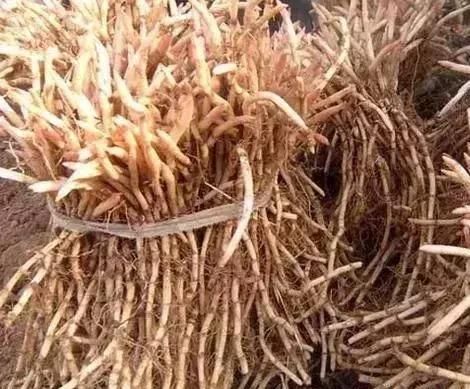 农村“致富菜”，农民种它1亩收入30000元，比种庄稼强10倍！