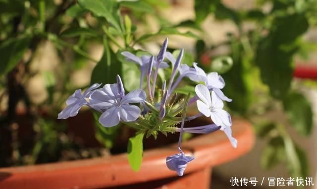  #开成#这花长得巴掌大，越晒花越多，一不小心就开成瀑布