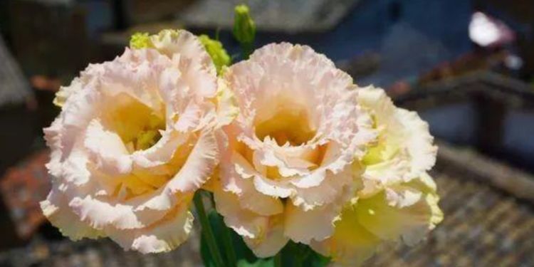  「特长」这时候，就养这些“花”，好看又好养，花期还特长，美爆阳台！