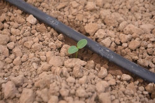  「确保」农民拿400万投身农业，种植特色作物，一年四季确保有收