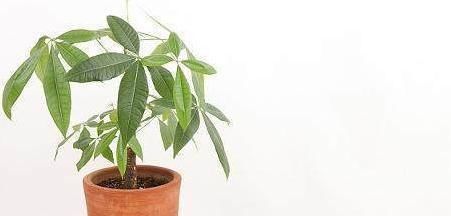  『幸福树』这4种植物,个个象征着“幸福、吉祥”,非常适合在家里养!