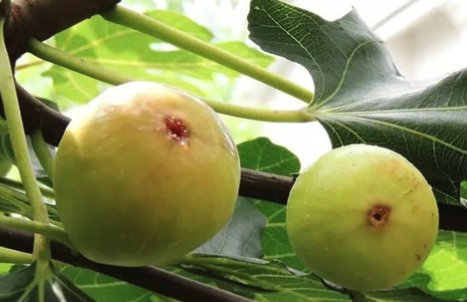 入秋了每天3顿多吃“它们”，男人身体越来越壮，女人气色更温润