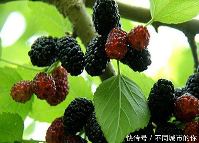  「果实」阳台种了几棵果树，挂果多想吃都能随手摘，好看好养水分十足！