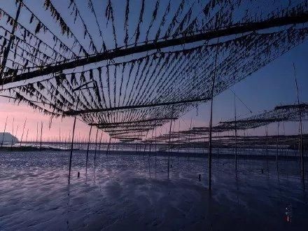 霞浦海域惊现中华白海豚，央视新闻联播都报导了